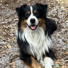 Balthier - Australian Shepherd