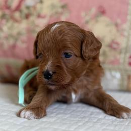 Dianna - Red female Cavapoo puppy in Beckley, West Virginia from By Design Doodles