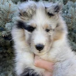 Shetland Sheepdog Puppies from Shirehill Shelties