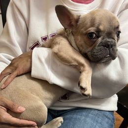 French Bulldogs from Noel’s Frenchies