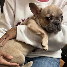 French Bulldogs from Noel’s Frenchies