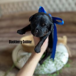 Blackberry Cobbler - Tri-color male Bernedoodle puppy in Herriman, Utah from Gypsi Doodles & Poodles LLC.