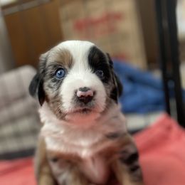 Miniature American Shepherds and Miniature Australian Shepherds from Opal’s Miniature Aussies