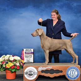 Hanz - Weimaraner