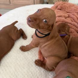 Black - Golden rust male Vizsla puppy in Miami, Florida from George's Vizslas