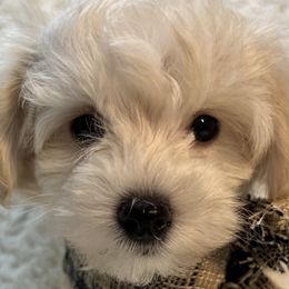 Basil - Cream Maltipoo puppy in Fredericksburg, Ohio from Edna Keim