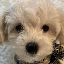 Basil - Cream Maltipoo puppy in Fredericksburg, Ohio from Edna Keim