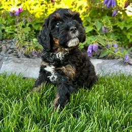 Amethyst - Phantom female Bernedoodle puppy in Janesville, Wisconsin from Zakadoodles