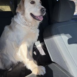 Daisy - Labrador Retriever