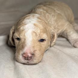 Buck - Cream male Goldendoodle puppy in Saint Louis, Missouri from Jax Doodles