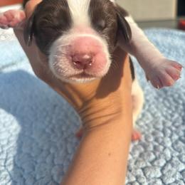 Boy 2 - Liver and white male English Springer Spaniel puppy in Almena, Wisconsin from Poskin Lake Springer Spaniels