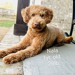 Goldendoodle Puppies from Ninnie's Doodles