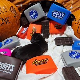 Salem - Black male Great Dane puppy in Gainesville, Florida from Your Cuddly Companions