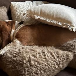 Aussiedoodles and Basset Hounds from Red Lake Bassets