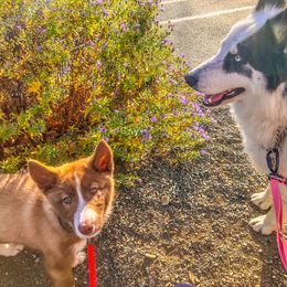 Native American Indian Dog Puppies from Seven Sisters Canids