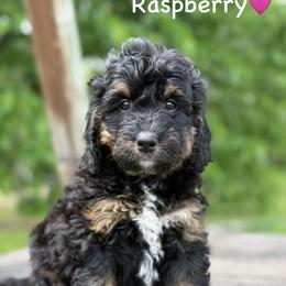 Raspberry - Phantom female Bernedoodle puppy in Lancaster, Minnesota from Richardville Hunde
