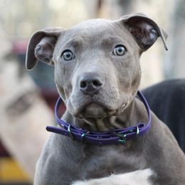 American Bully Puppies from 49th State Kennels
