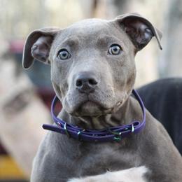 American Bully Puppies from 49th State Kennels