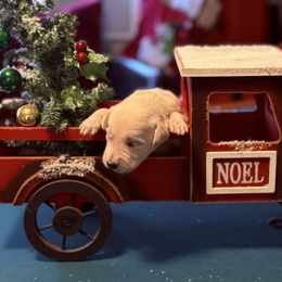 Ripley- Yellow Collar - Parti male Double Doodle puppy in Norfolk, Virginia from Móraí’s Doodles