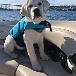 Labrador Retriever Puppies from Fidelity Farm Labradors