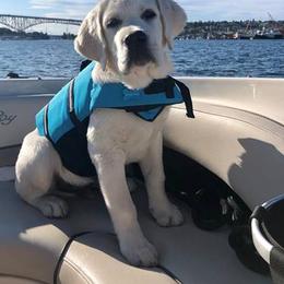 Labrador Retriever Puppies from Fidelity Farm Labradors