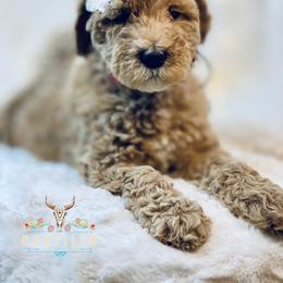Goldendoodle Puppies from Castillo Family Farm