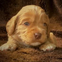 Biscotti - Caramel male Australian Labradoodle puppy in Stanwood, Washington from Victoria Creek Australian Labradoodles