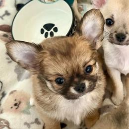 Harry READ DESCRIPTION - Fawn male Chihuahua puppy in Spring Hill, Florida from Stardom Chihuahuas & CKCS