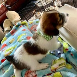 Russell Terrier Puppies from Norvell Kennels