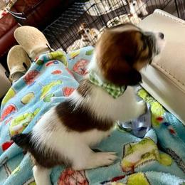 Russell Terrier Puppies from Norvell Kennels