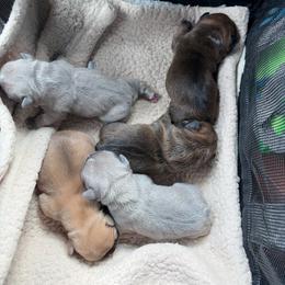 French Bulldog puppies from Southern Comfort French Bulldogs