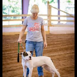 American Bulldog Puppies from Iron Will American Bulldogs