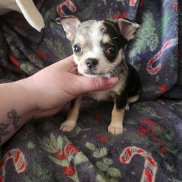 Jade - Merle female Chihuahua puppy in Ashtabula, Ohio from Paw's & Awe's Chihuahuas
