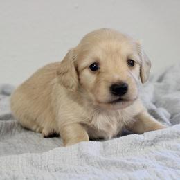 Maverick - Cream male Dachshund puppy in Alto, Texas from Prima Dachshunds