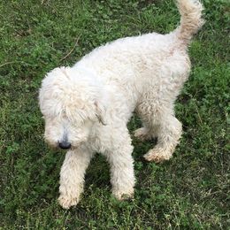 Lilly - Goldendoodle