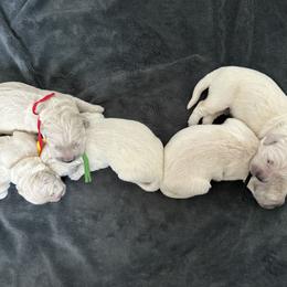 Boy 4 - Light golden male Golden Retriever puppy in Modesto, California from Rooster Valley Golden Retrievers