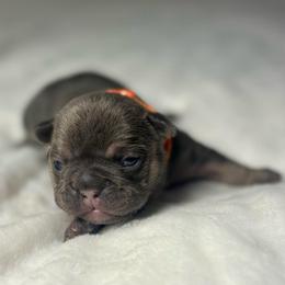 Orange collar - Tricolors female French Bulldog puppy in Salisbury, Maryland from 77 Frenchies Maryland