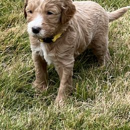 Goldendoodle Puppies from Ellie's Goldendoodles