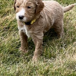 Goldendoodle Puppies from Ellie's Goldendoodles