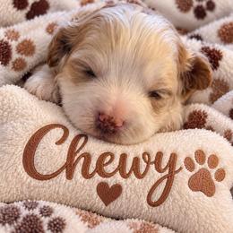 Chewy - Parti male Goldendoodle puppy in Cumberland, Rhode Island from minigoldendoodlesofRI