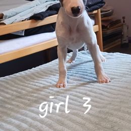 Girl 3 - White and black female Whippet puppy in Virginia from RAJOPA WHIPPETS