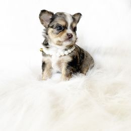 S'mores - Merle male Chihuahua puppy in Sacramento, California from Honey Bee Chihuahua’s