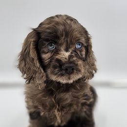 Cockapoo Puppies from Joanna Abruscato