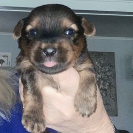 TBD - Tan Yorkshire Terrier puppy in Raytown, Missouri from The Yorkie Playpen