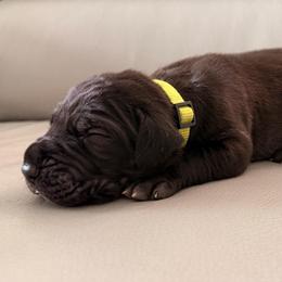 Fred - Black male Great Dane puppy in Plano, Texas from Blue Thunder Danes