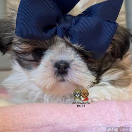Vee - Sable and white female Shih Tzu puppy in Walkertown, North Carolina from Lil’ Bit’s Shih Tzu