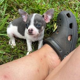 Neptune - Blue and white male Chihuahua puppy in Delaplane, Virginia from CMW Interstellar Kennel