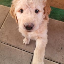 Goldendoodle Puppies from Grosenbacher Goldendoodles