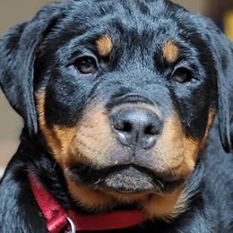 Bulldogs, Rottweilers, and Siberian Huskies from Kaniska Kennels