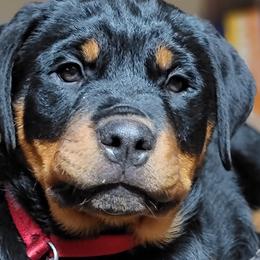 Bulldogs, Rottweilers, and Siberian Huskies from Kaniska Kennels